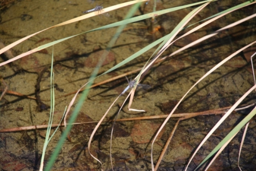 Odonata da identificare!!!